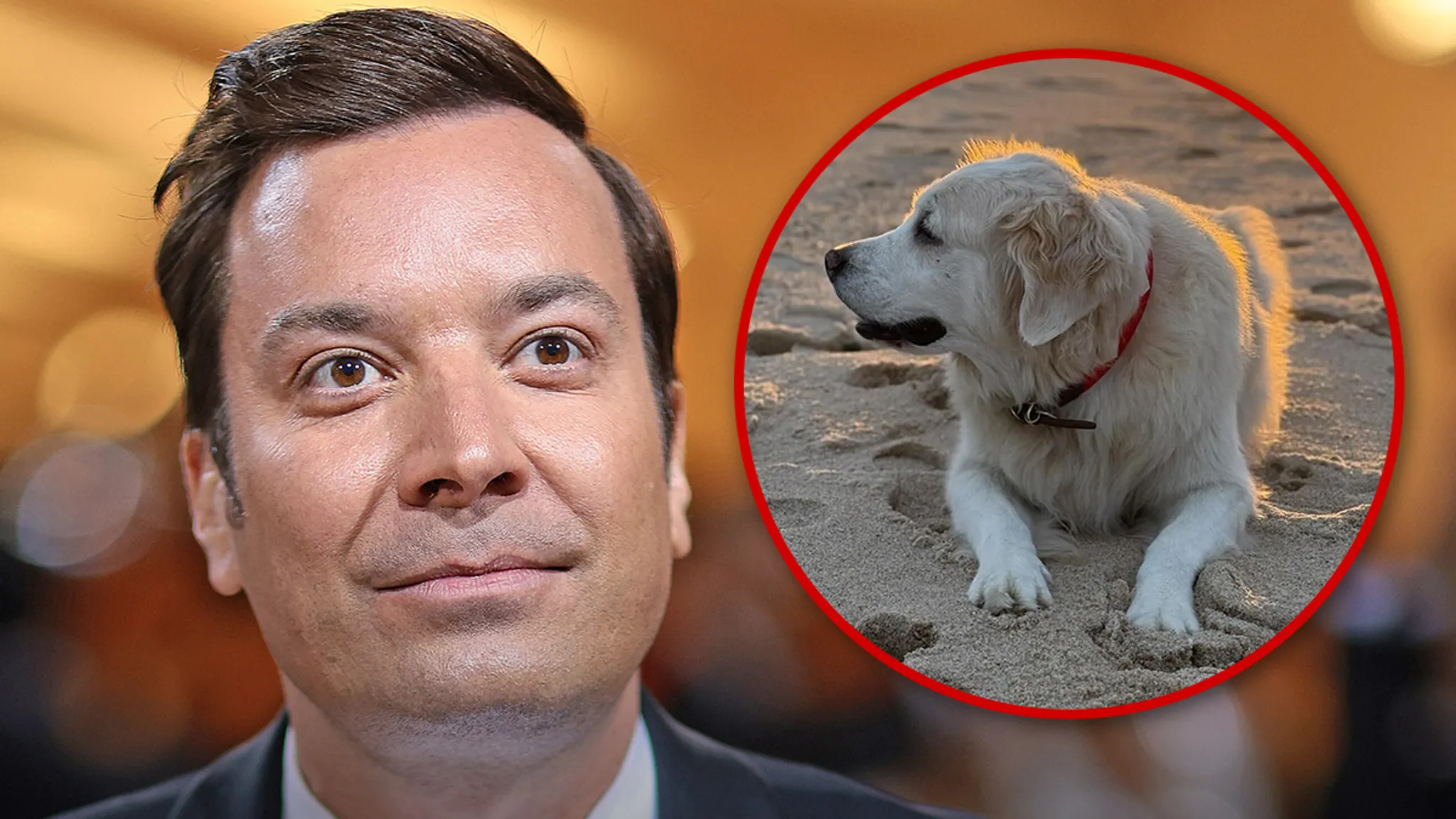 Featured image for Jimmy Fallon Mourns the Loss of His Beloved Dog Gary