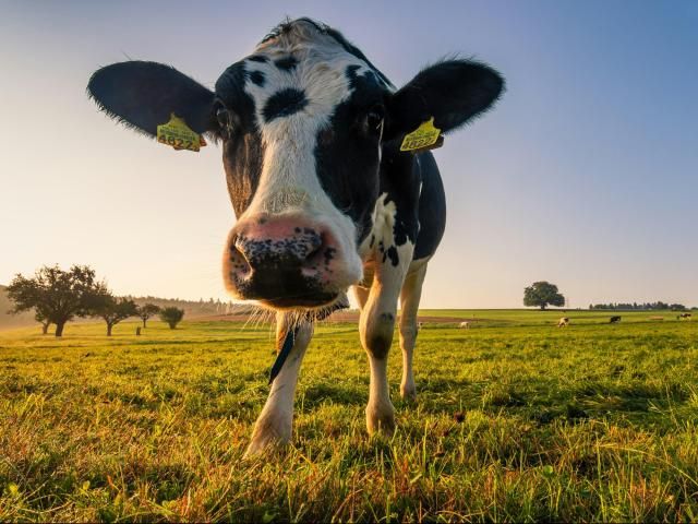 Featured image for "Avian Influenza Detected in North Carolina Cattle Raises Concerns for Food Safety"