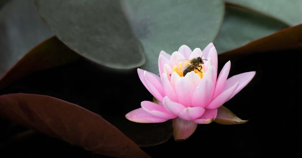 Featured image for "December 21, 2023 Spelling Bee Answers Revealed"