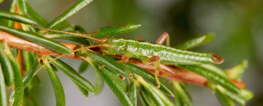 Featured image for "Study Reveals Predictable Evolution in Stick Insects"