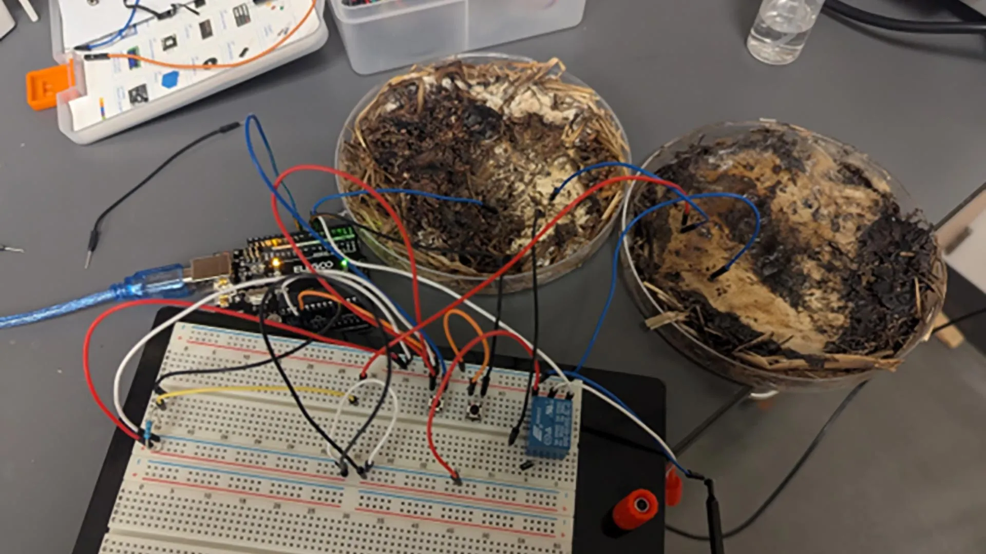 Featured image for Researchers Develop Mushroom-Powered Living Computers at Ohio State