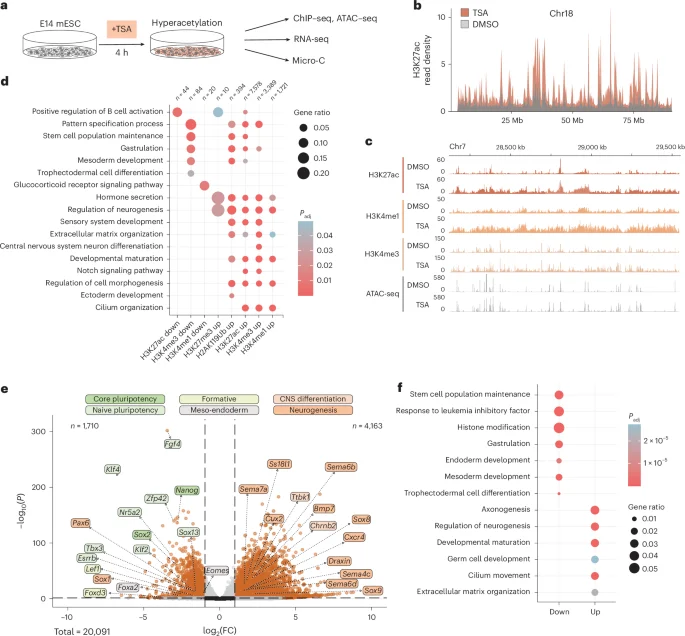 Transient HDAC inhibition imprints lasting gene and genome architecture memory in stem cells