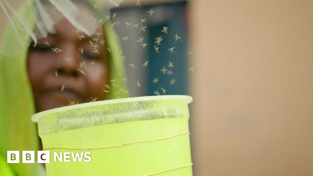 Featured image for Djibouti Deploys GMO Mosquitoes to Combat Malaria