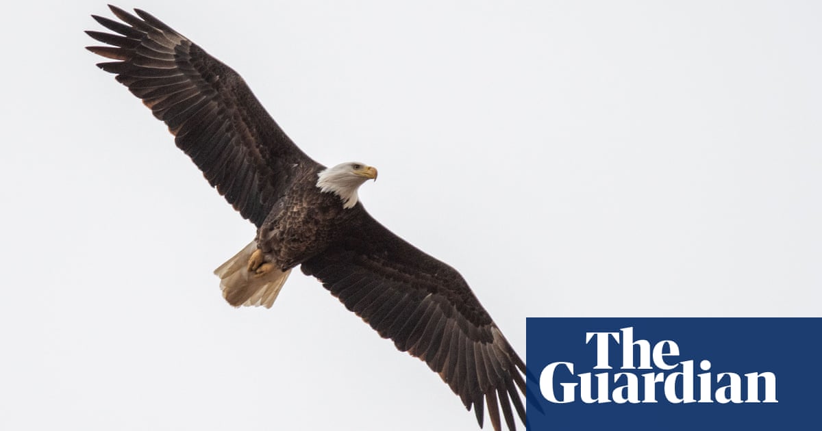 Featured image for Deadly Avian Flu Strain Spreading Rapidly Across Species, Urgent Response Needed