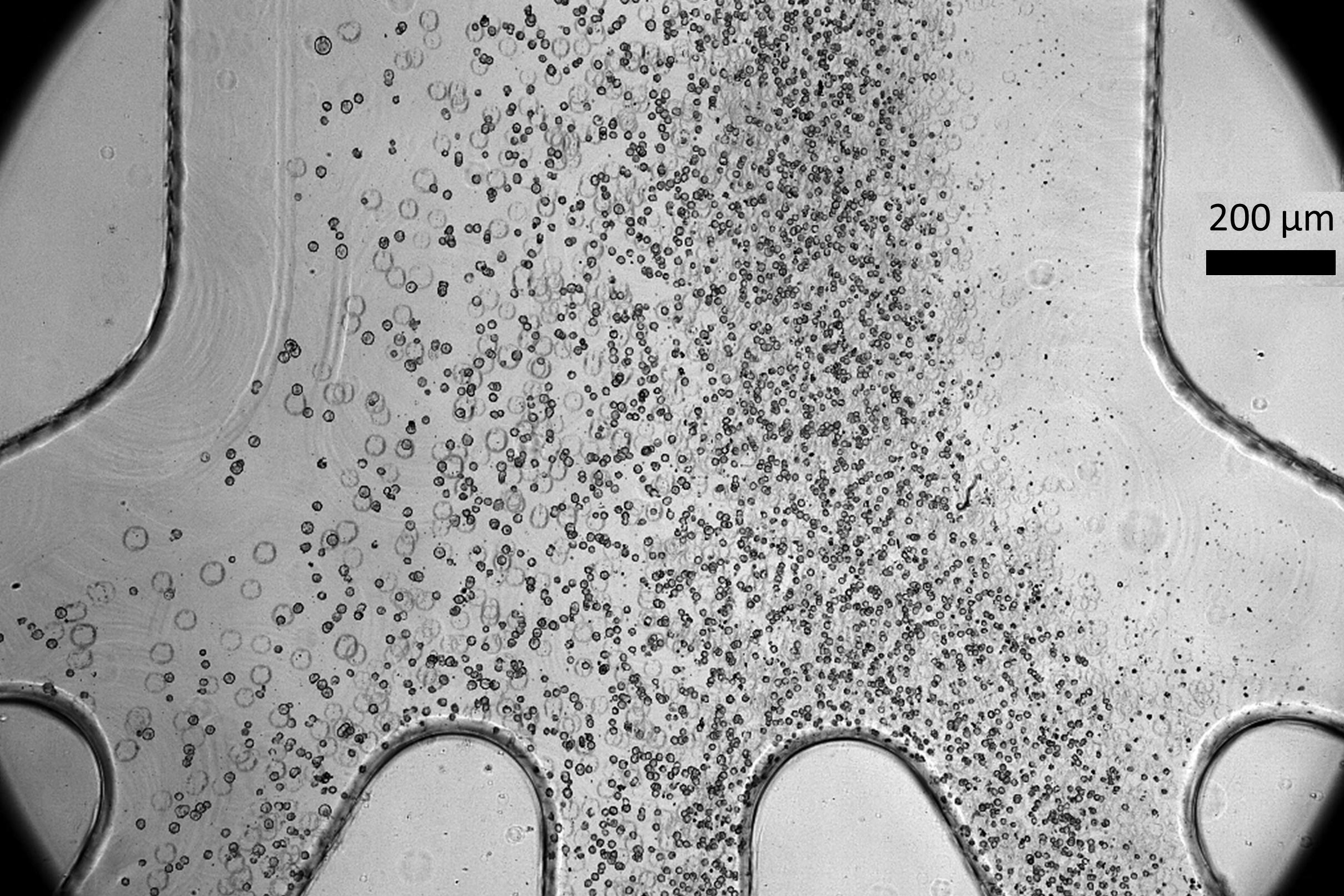 Featured image for "Low-Cost Device Enhances Safety of Cell Therapy"