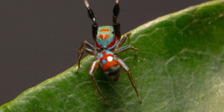 Featured image for The Secret Survival Tactics of Tiny Jumping Spiders.