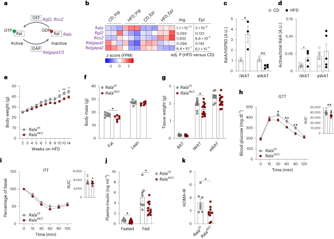 Featured image for "RalA Activation: Unraveling Obesity's Impact on Mitochondrial Function"
