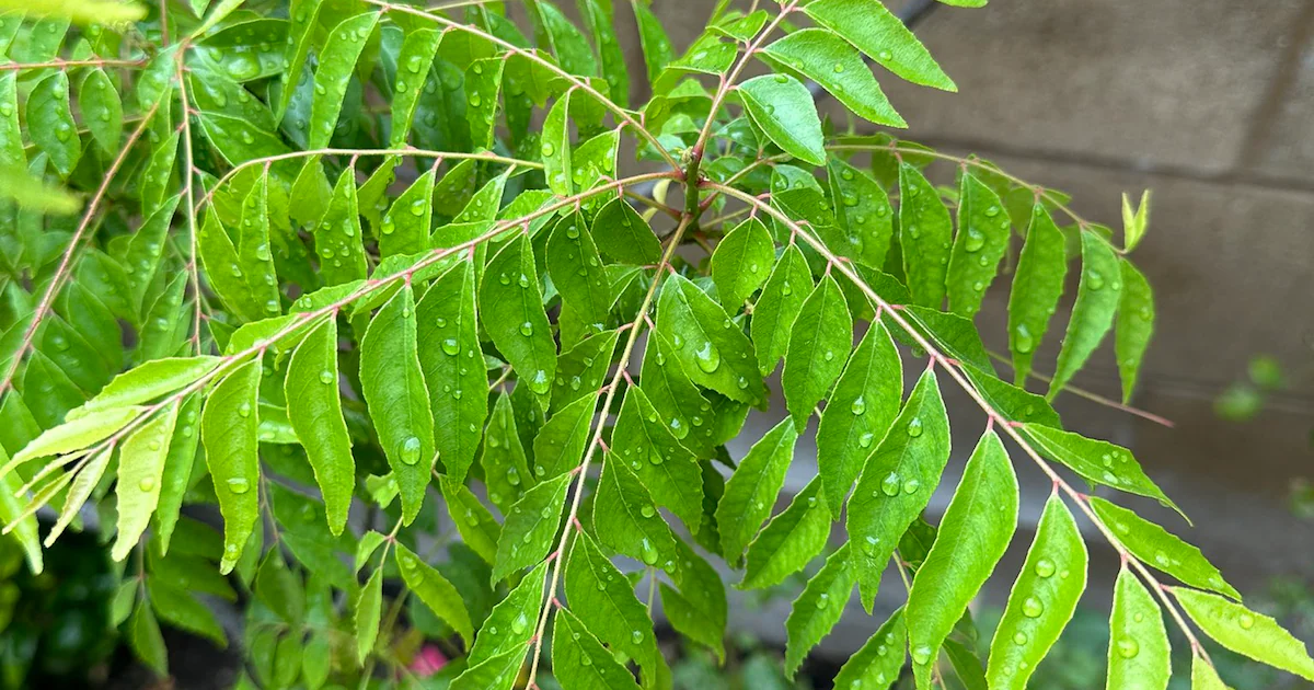 Health Benefits of Eating Curry Leaves on an Empty Stomach