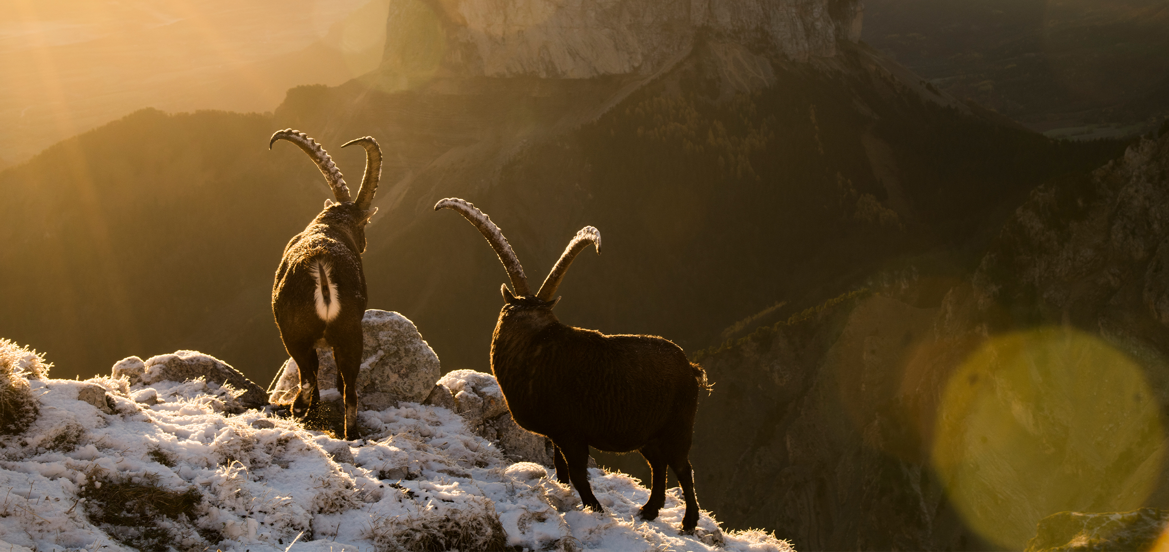 Featured image for France's Rewilding Initiatives Boost Ecosystem Resilience by 2025