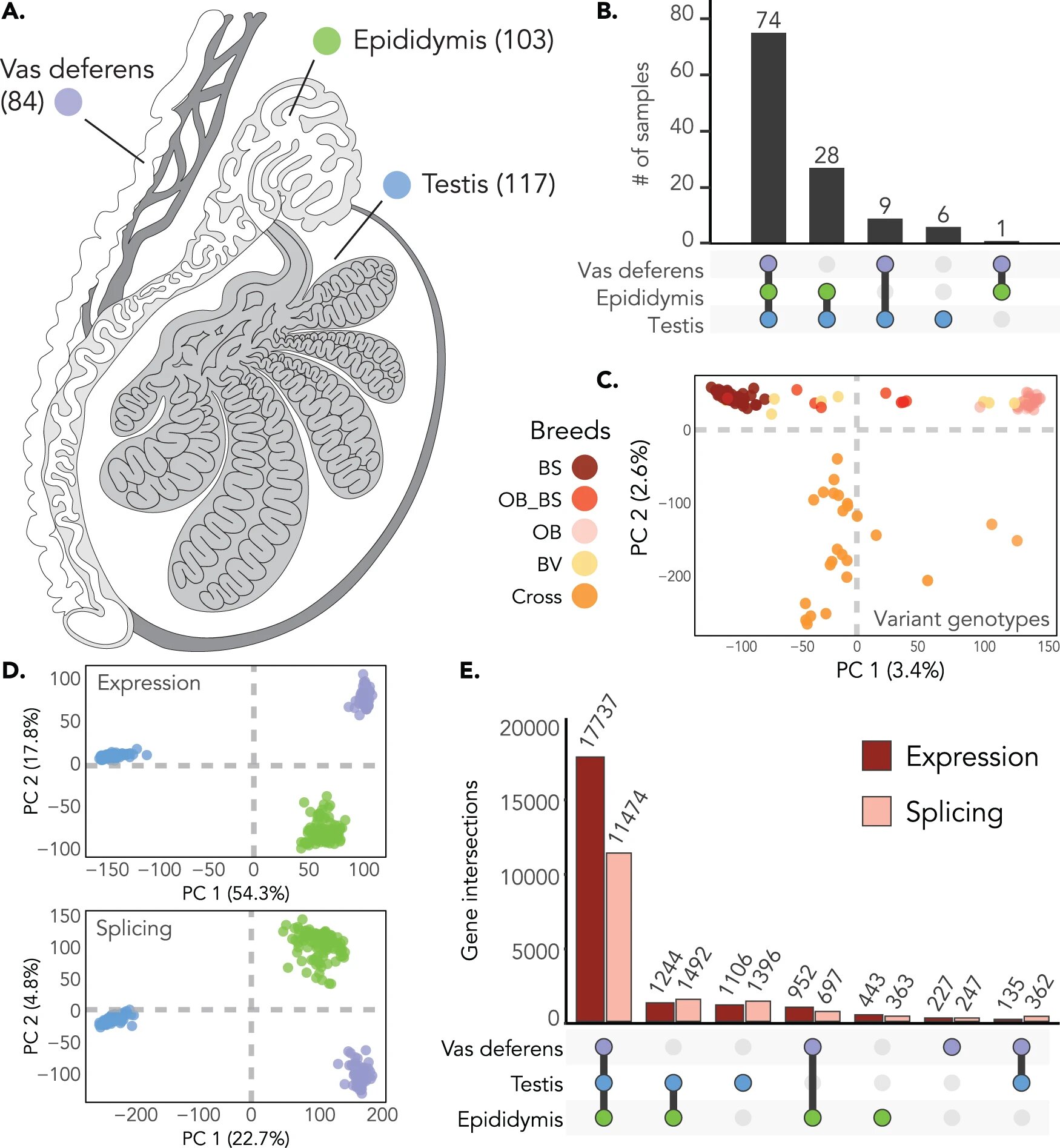 Featured image for "Bull Fertility Research Sheds Light on Male Infertility in Humans"