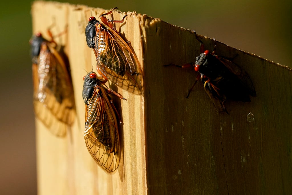 Featured image for "2024 Cicada Map: Where and When to Expect Brood XIX and XIII"