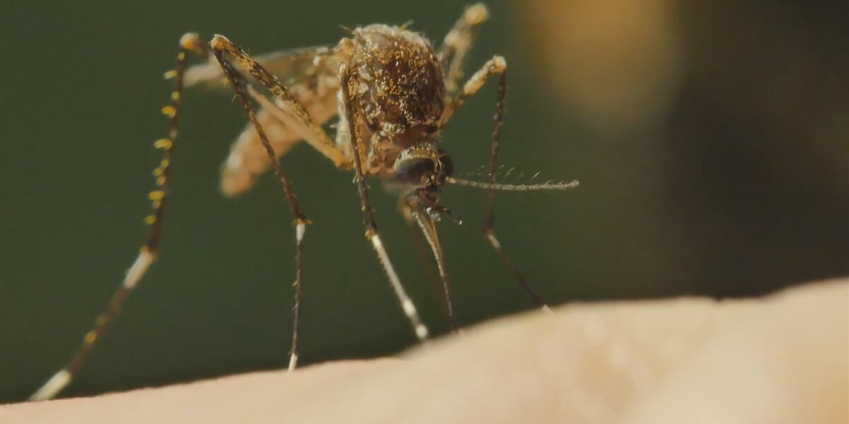 West Nile Virus Spreads in Connecticut with Second Confirmed Case