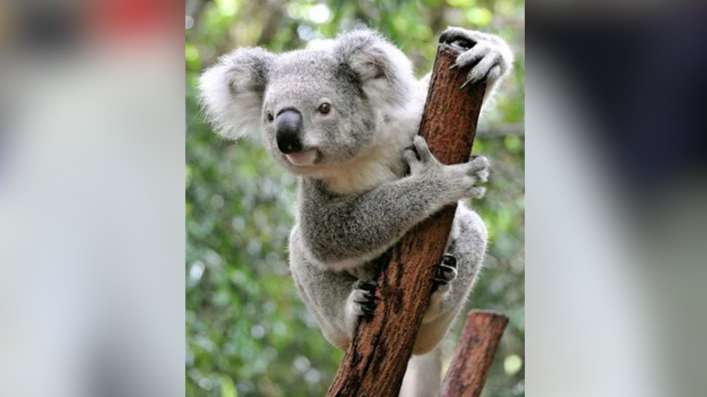 Featured image for Australia approves first chlamydia vaccine to protect koalas