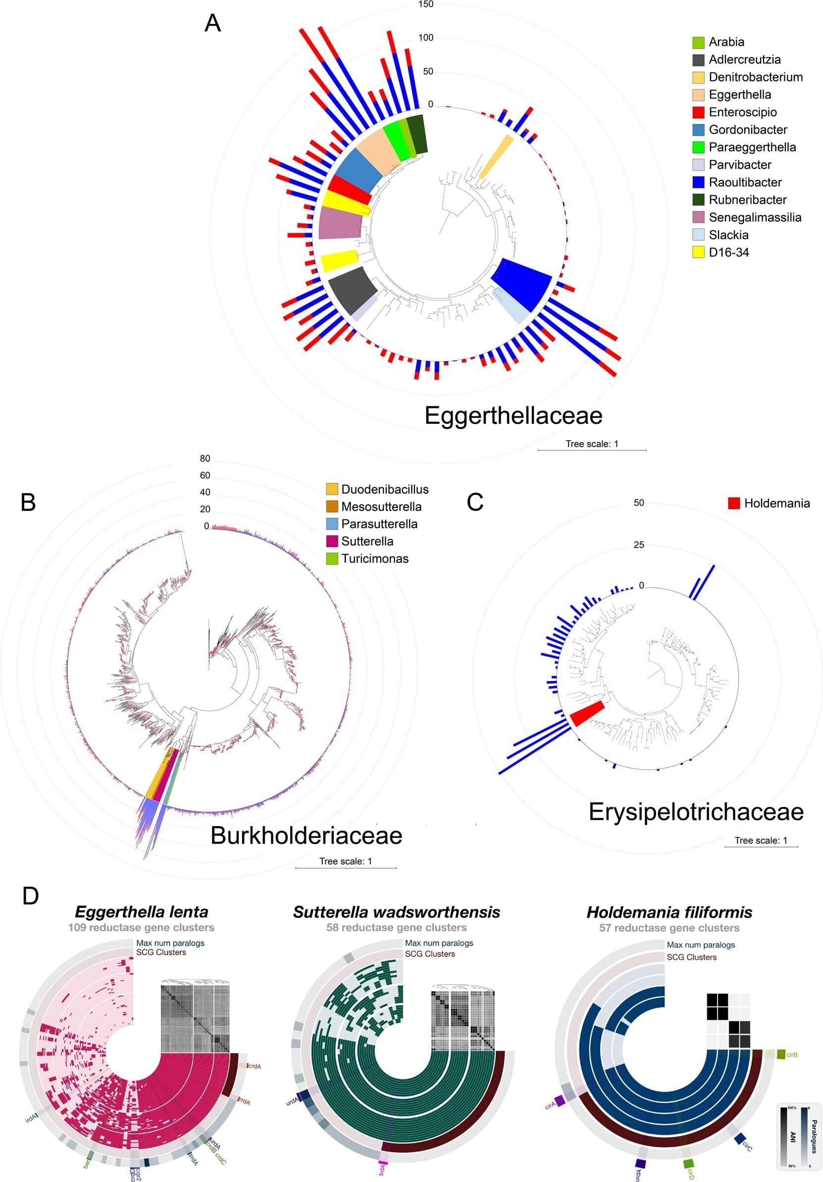 Featured image for "Study Highlights Gut Bacteria's Versatile Use of Metabolites for Human Health"