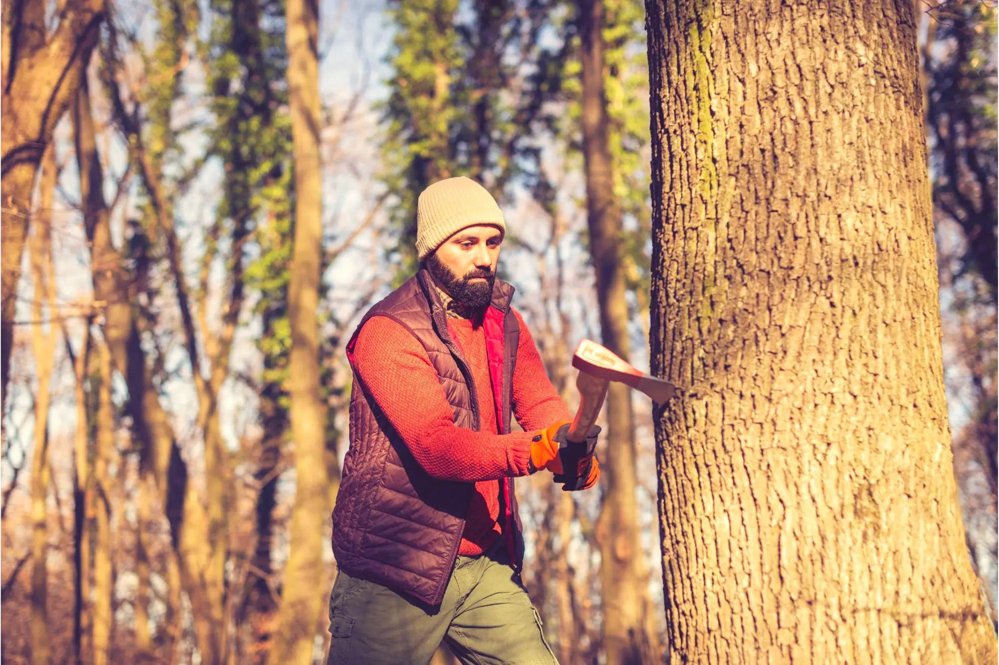 Featured image for The Surprising Impact of Trees on Air Pollution: Should We Cut Down Oak Trees?