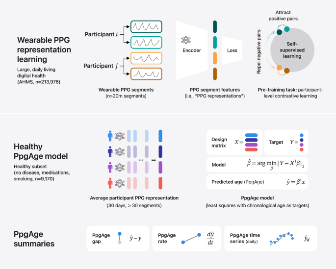 Featured image for Wearable and AI Technologies Enhance Understanding and Measurement of Biological Aging
