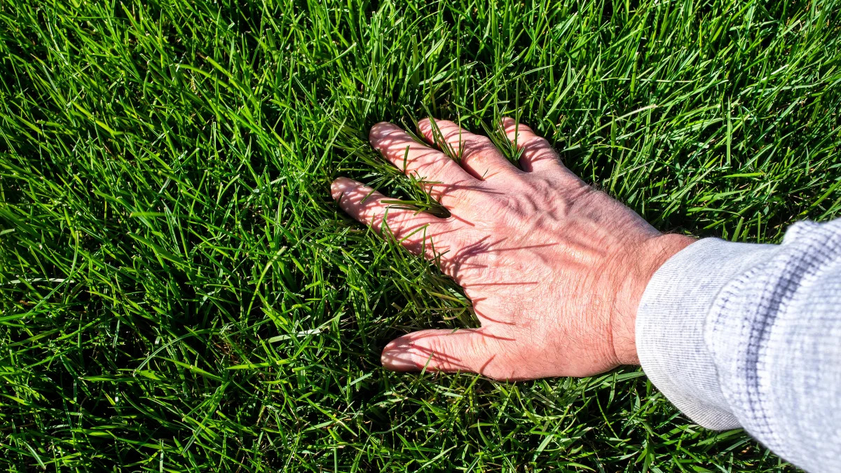 Featured image for 7 steps to a thicker lawn.