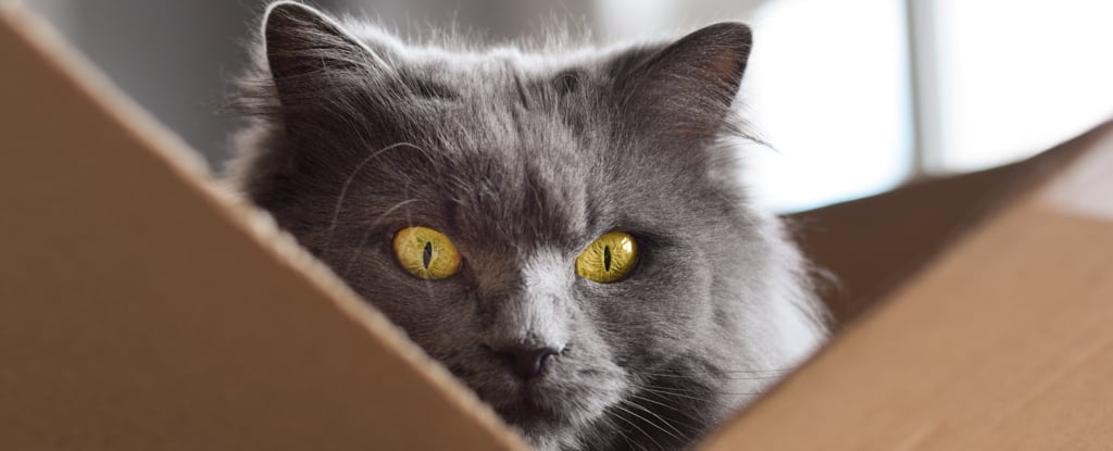 Featured image for Physicists Achieve Heaviest 'Schrödinger Cat' in Quantum Record.