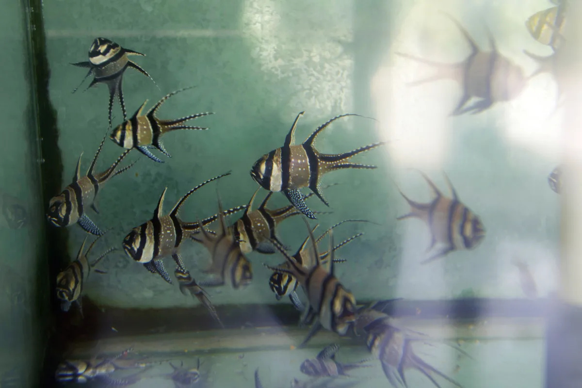 "US Takes Action to Protect Endangered Tropical Fish from Aquarium Trade"
