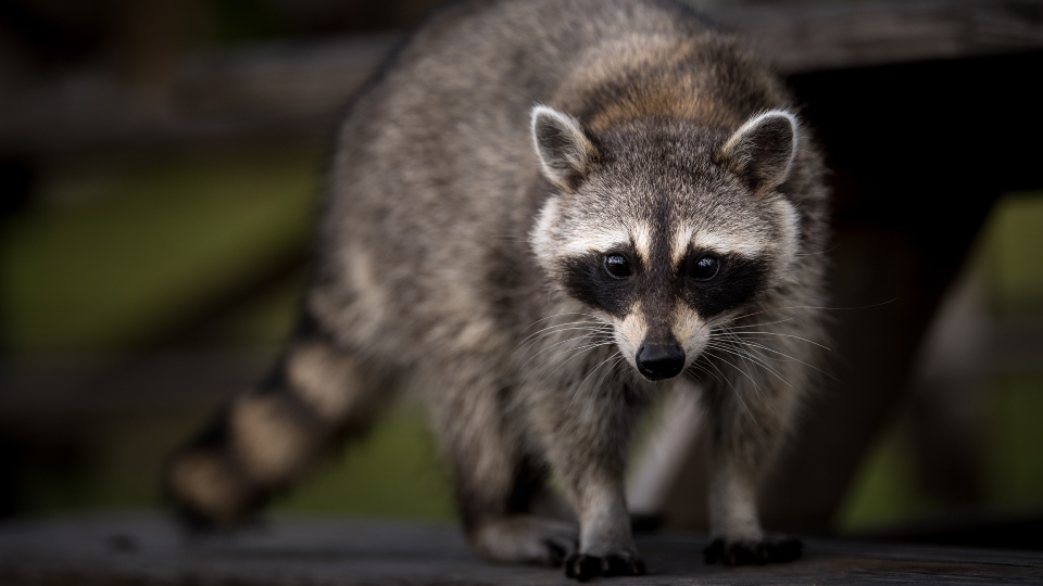 Local Raccoon Tests Positive for Rabies