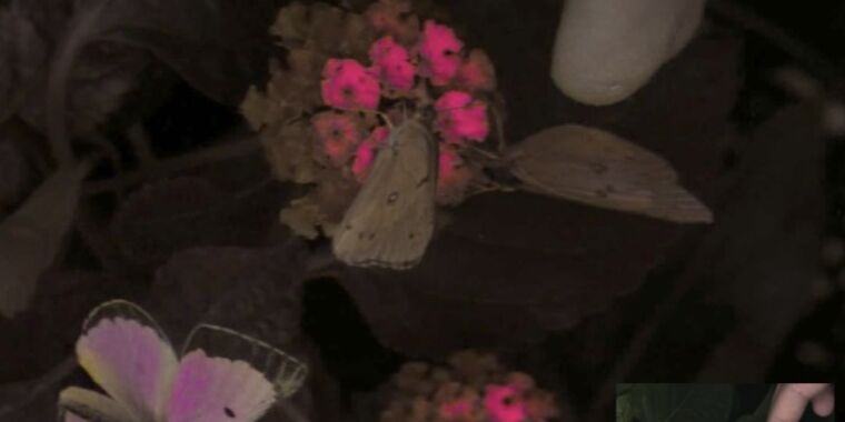 Featured image for "Viewing the World: Animal Perspectives Through High-Tech Cameras"