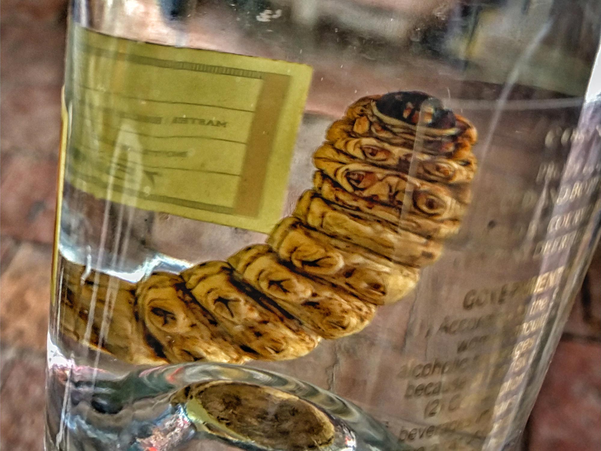 Featured image for DNA Analysis Reveals Unexpected Results from Mezcal Worm