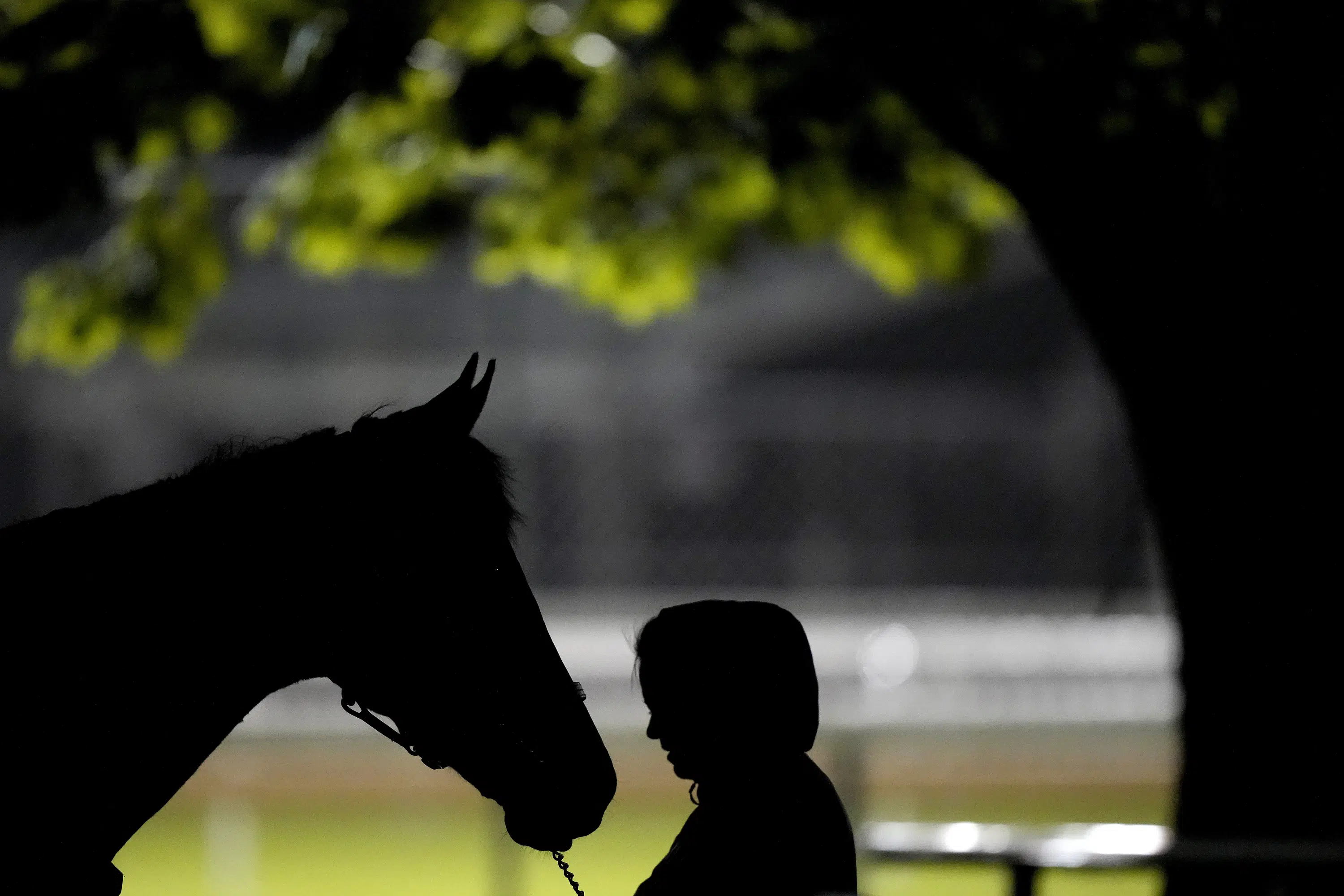 Churchill Downs Investigates String of Horse Deaths Ahead of Kentucky Derby