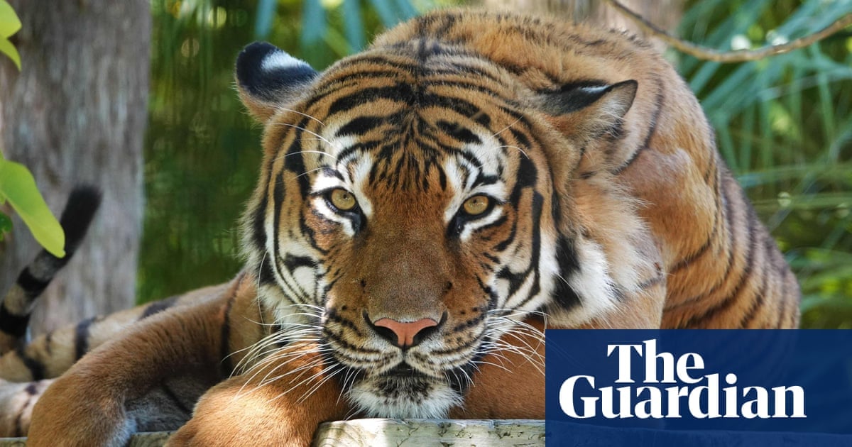 "Study Reveals Big Cats' Remarkable Ability to Distinguish Human Voices"