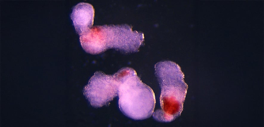 Featured image for Breakthrough in Lab-Grown Blood Cell Production Promises Advances in Regenerative Medicine