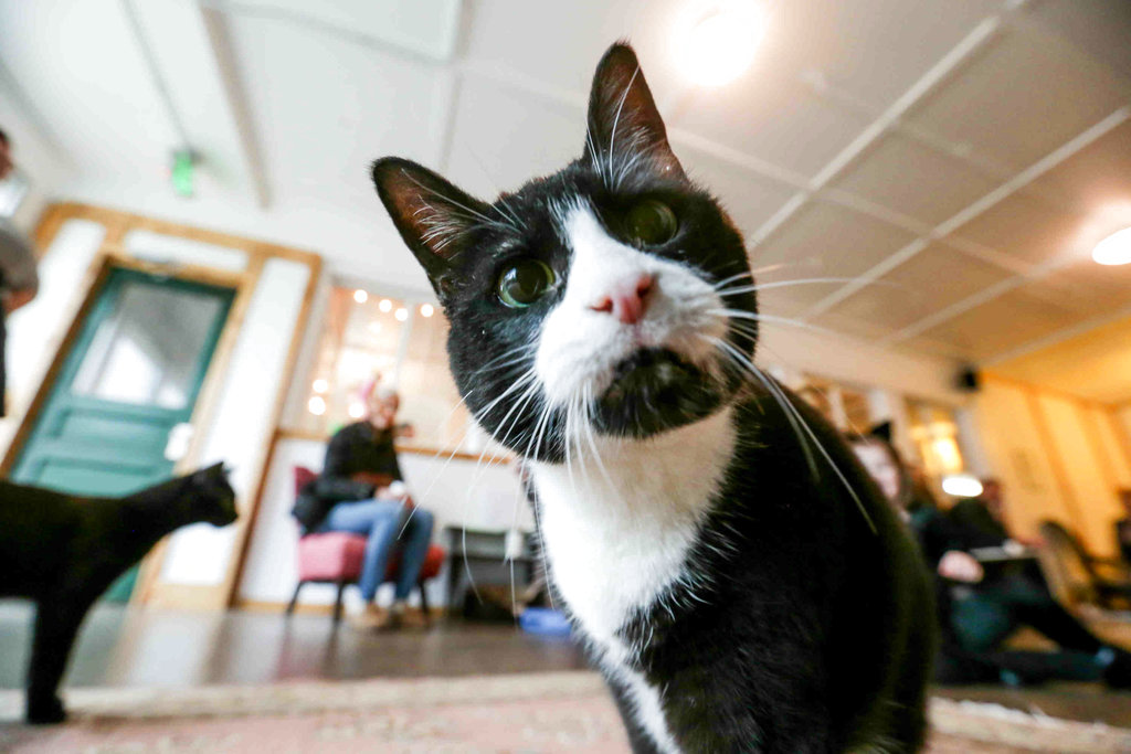 Featured image for "Uncovering the Surprising Link Between Cat Poop Parasite and Human Frailty"