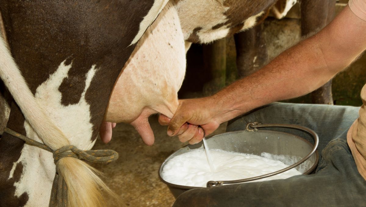 "World's First: Genetically Modified Cow Produces Human Insulin in Milk"