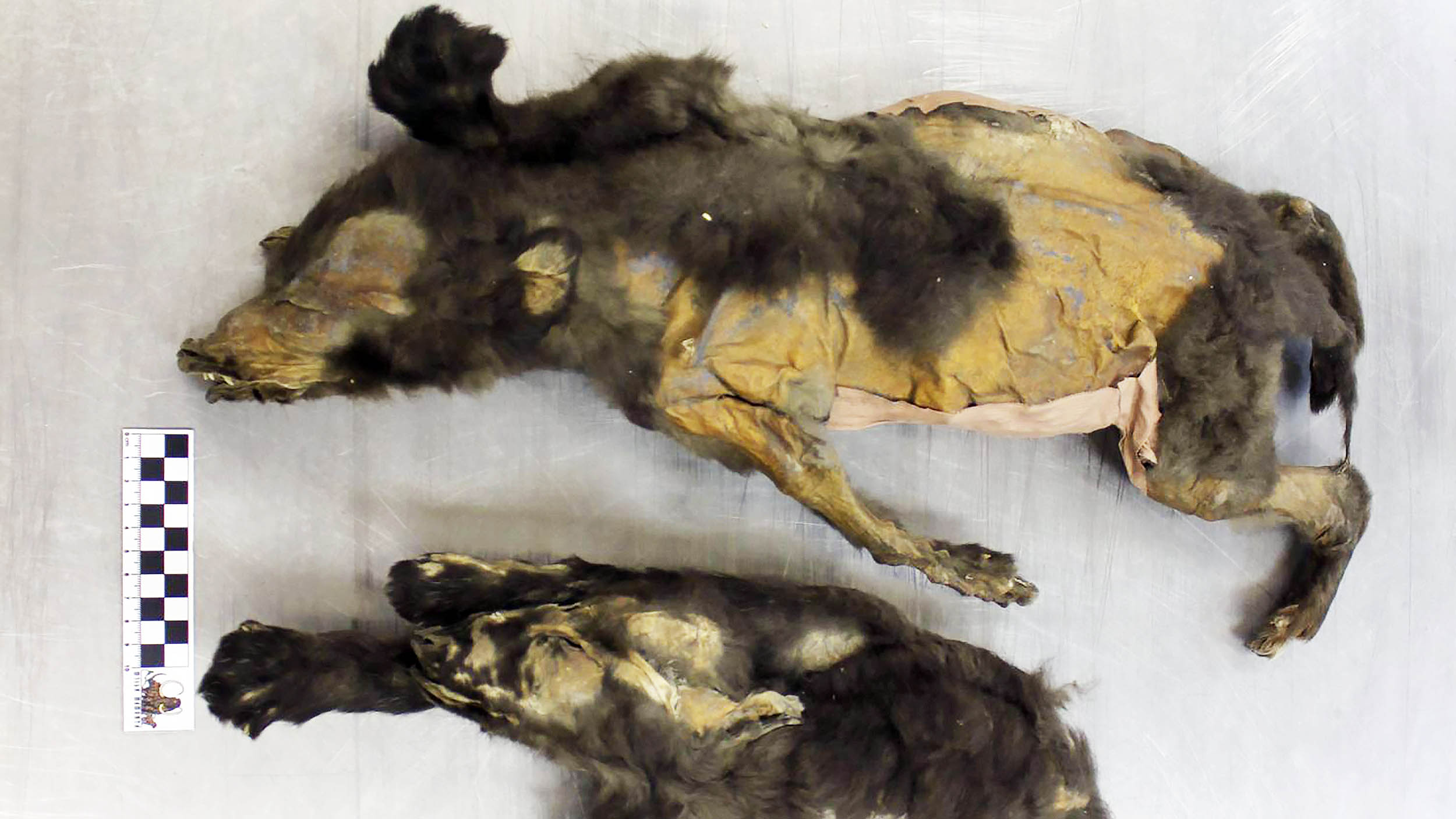 Featured image for 14,000-Year-Old Ice Age 'Puppies' Were Actually Wolf Sisters, Not Dogs