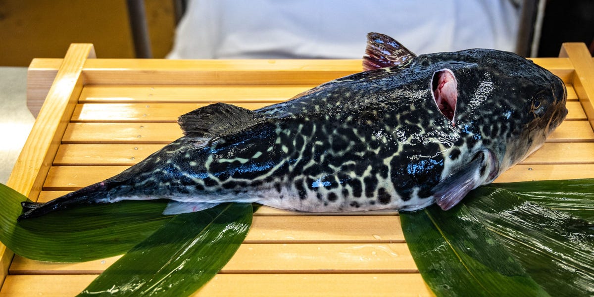 Tragic Deaths of Elderly Couple Linked to Consumption of Pufferfish