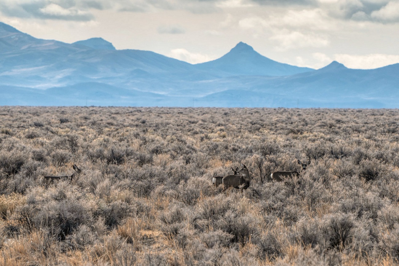 Featured image for "Landmark Case Sparks Call to Revoke Approval for NV Lithium Mine"