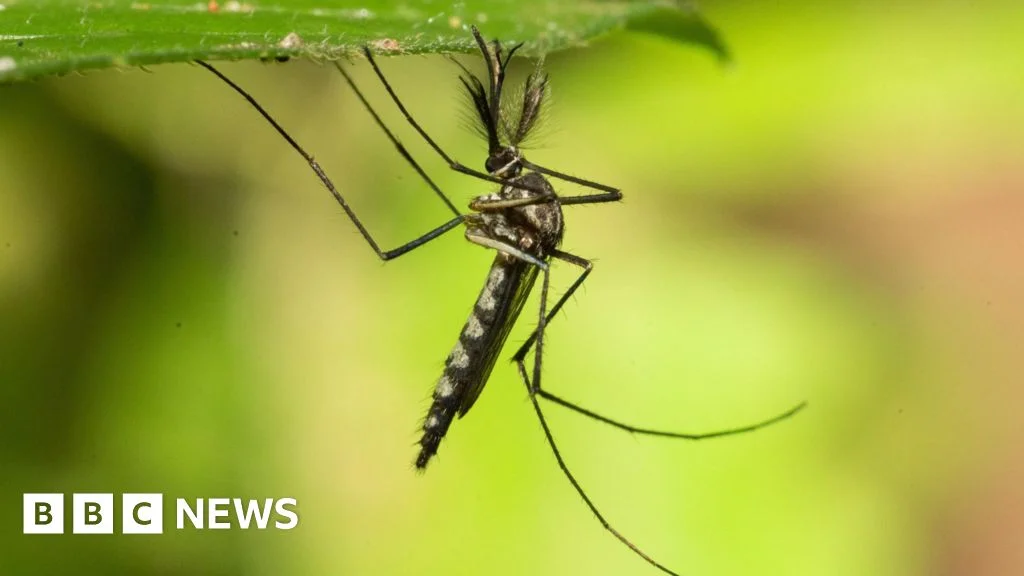 First Mosquitoes Detected in Iceland Amid Rising Temperatures