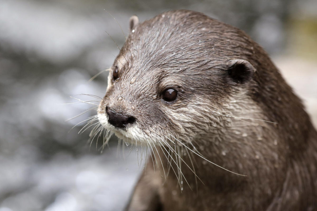 Featured image for Swimmer Survives Vicious Otter Attack in California Lake