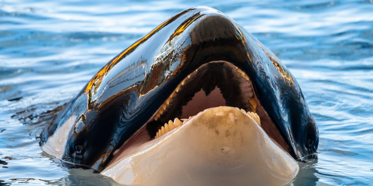 Featured image for Scientists Uncover Why Orcas Are Ramming Boats