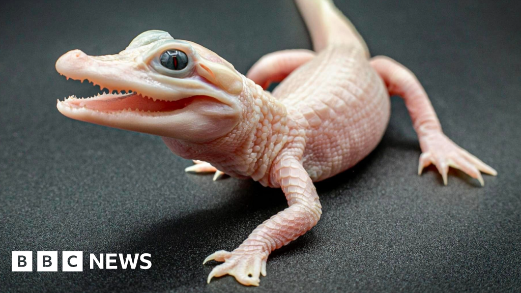 Featured image for "Rare Leucistic Alligator with Blue Eyes Hatches at Florida Theme Park"