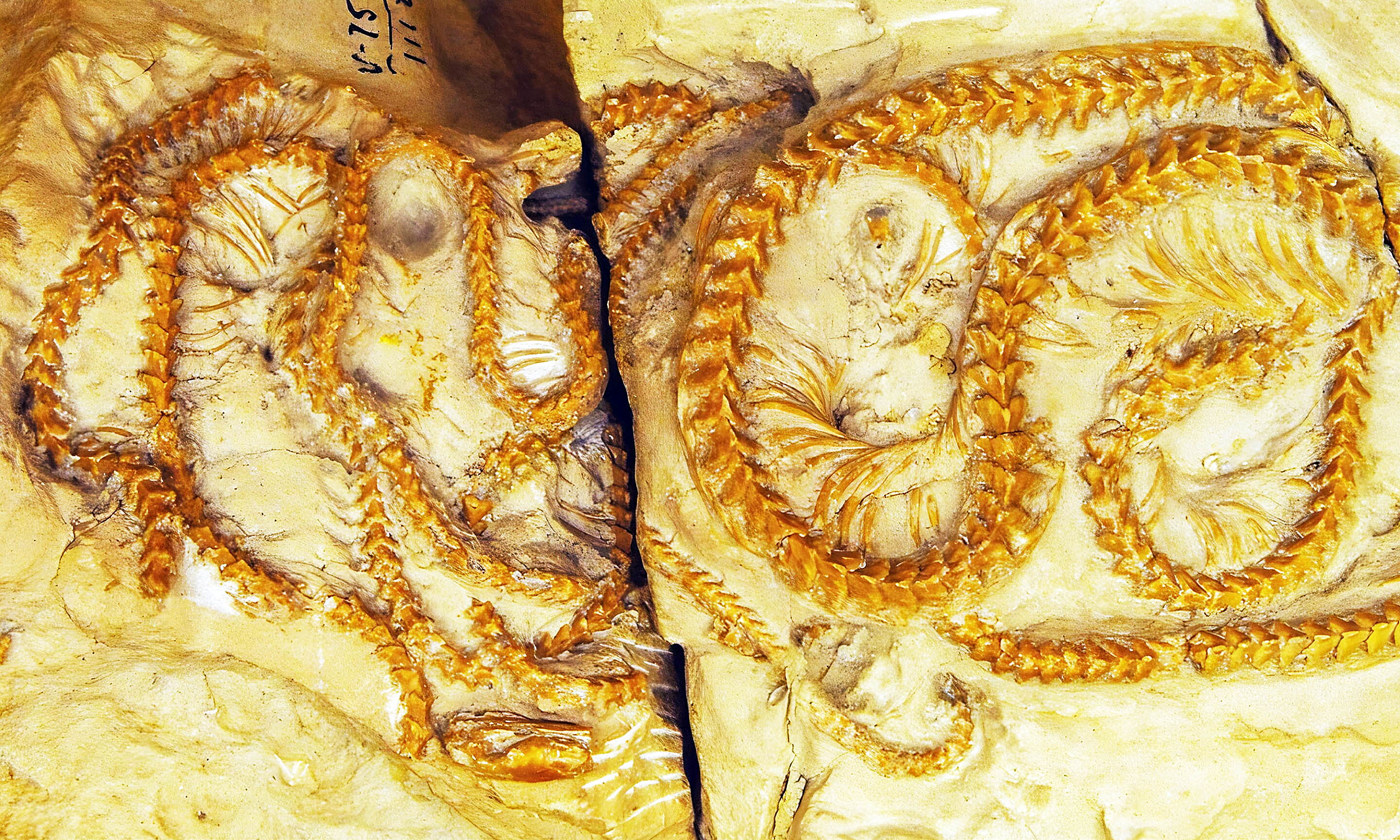 Featured image for Ancient 34-Million-Year-Old Snake Redefines Evolutionary History