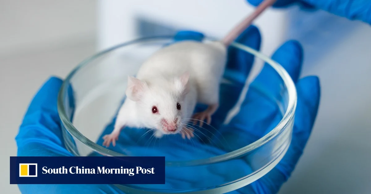 Featured image for Chinese Scientists Enhance Mice with Transplanted Human Brain Cells