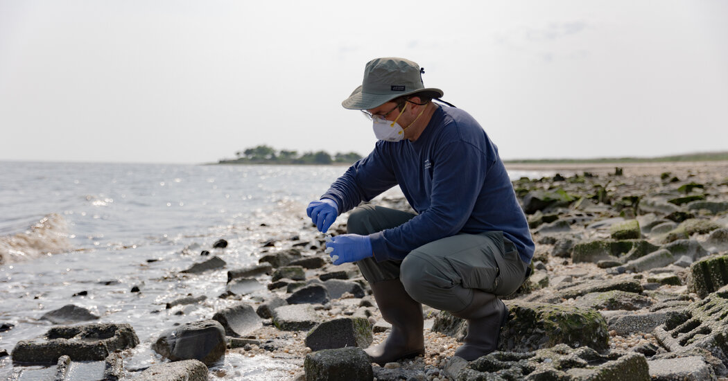 Featured image for Bird Flu Researchers Brave Icky Beach for Work