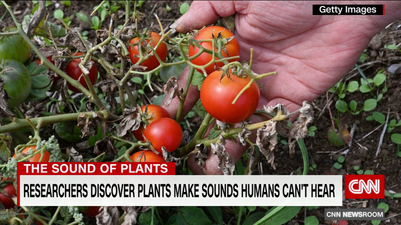 The Secret Language of Stressed Plants: What They're Saying