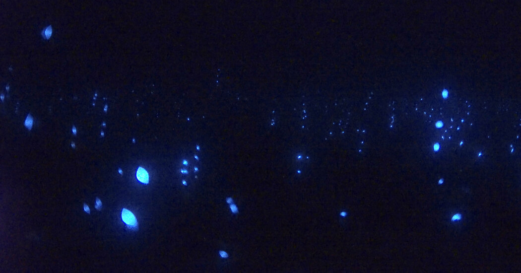 Synchronized Bioluminescent Mating Display of Sea Fireflies