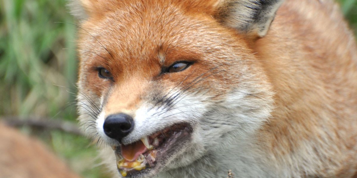 Featured image for Rabid fox attacks pregnant woman and elderly dog in Tifton