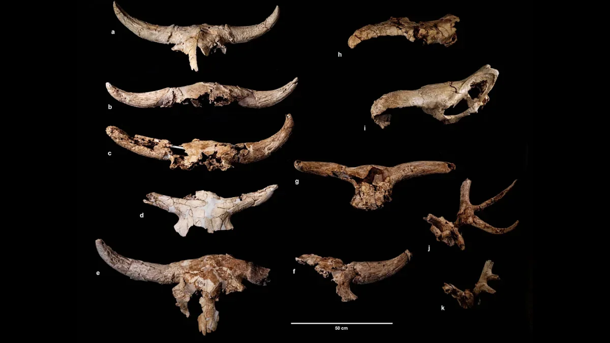 Neanderthals in Iberia left a centuries-long skull-placing tradition in a cave
