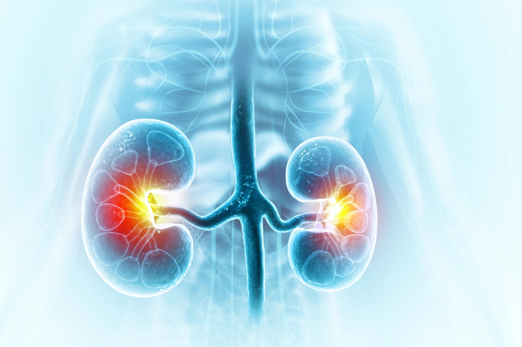 Featured image for Constipation Drug May Prevent Kidney Decline