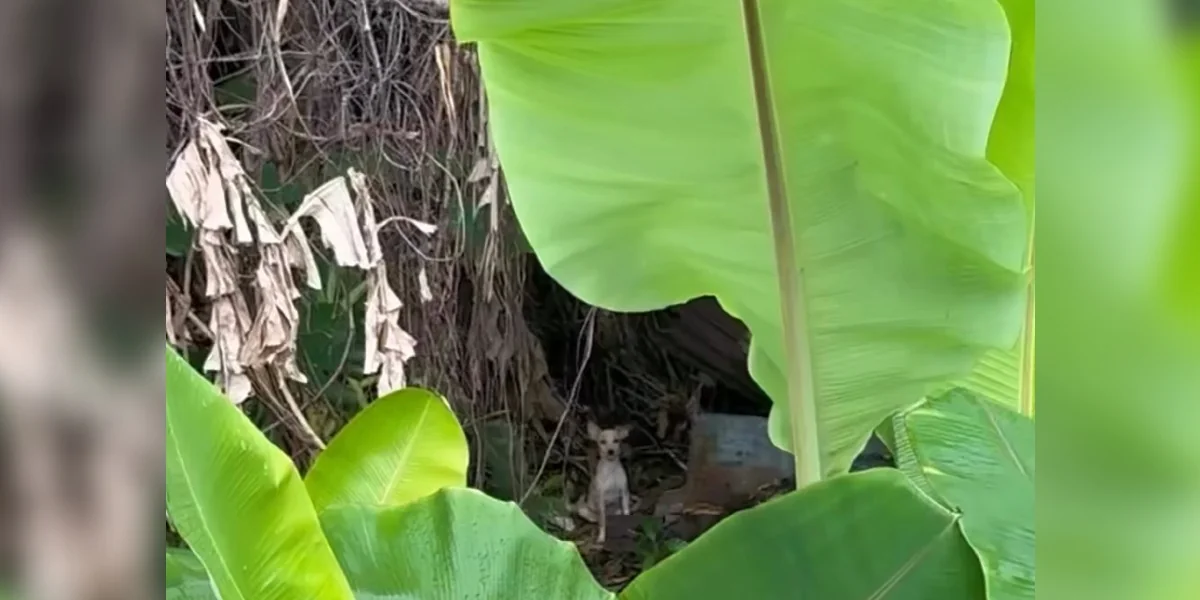 Featured image for Three-Legged Baby in Jungle Faces Survival Challenge