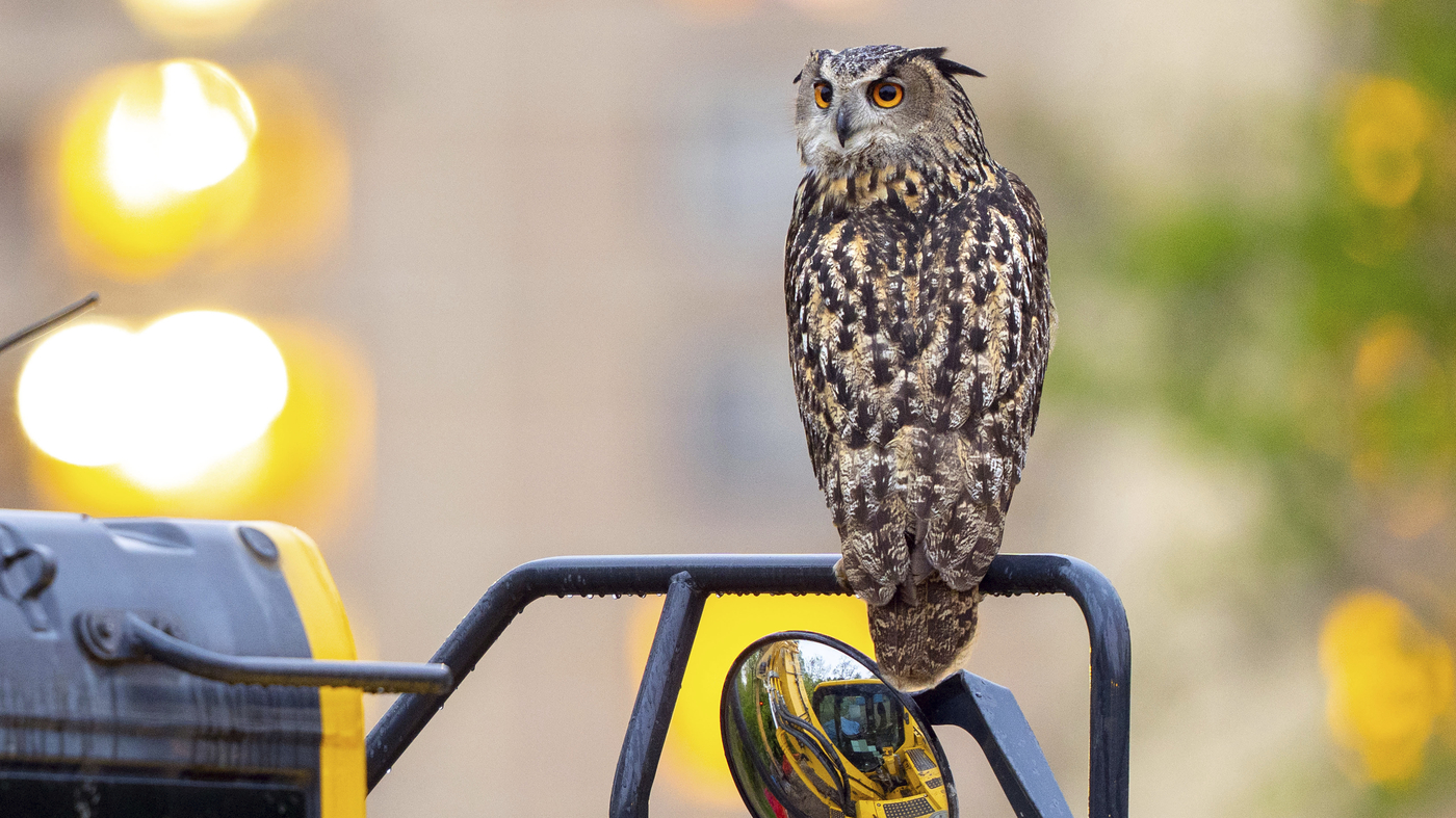 "Unsolved: Flaco the Owl's Year of Freedom from Central Park Zoo"