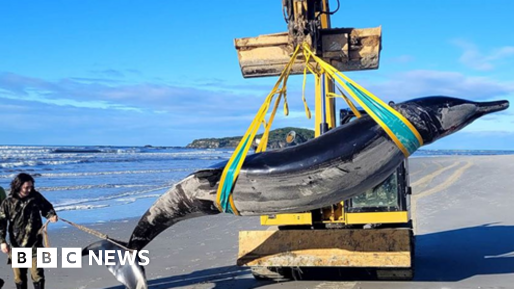 Featured image for World's Rarest Whale Washes Ashore in New Zealand