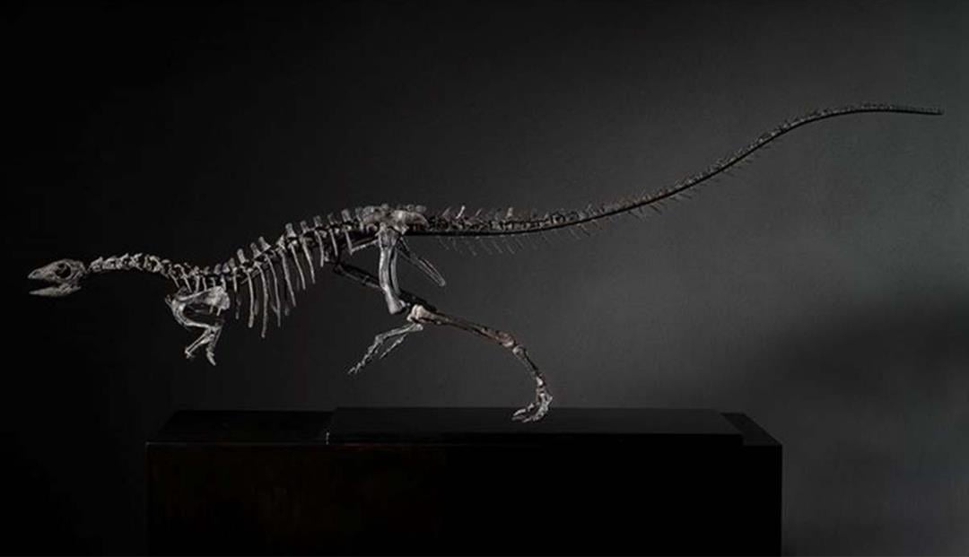 Featured image for New Dog-Sized Dinosaur Discovered in Colorado